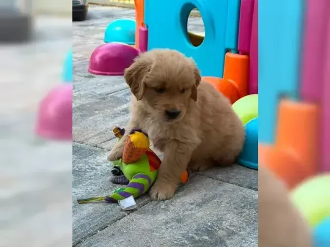 Neném Golden Retriever alegres e muito companheiros