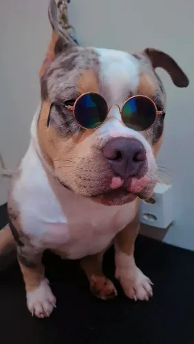 American bully procuro namorada
