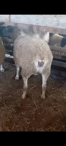 Vendo ovelha dorper