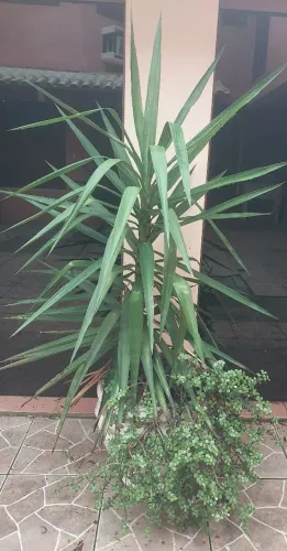 Vaso Grande com Linda Yucca e planta pendente