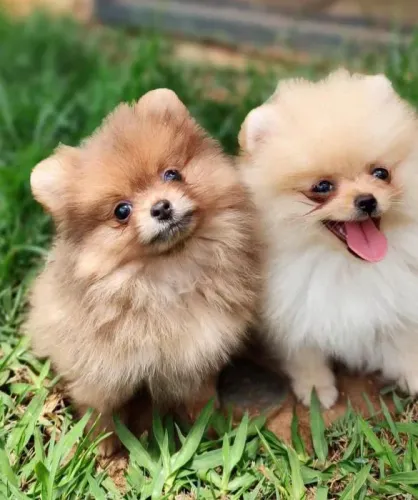 Filhote Spitz alemão, Quem resiste a esses olhinhos brilhantes?