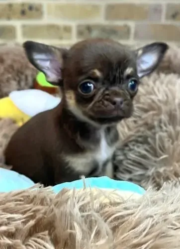 Leve um Chihuahua de pelo curto e pelo longo para transformar seus dias!