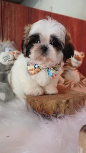 shih tzu fofinhos