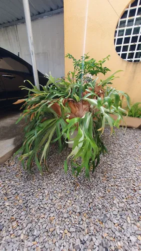 Planta Canela de Veado e Croton
