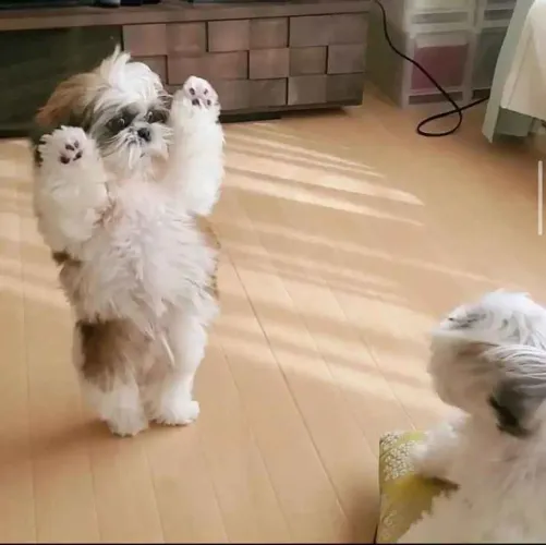 Filhote shih tzu, Atenção: esses filhotes podem causar excesso de felicidade!