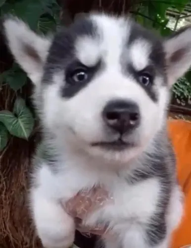 Husky Siberiano: aventureiro, leal e irresistível