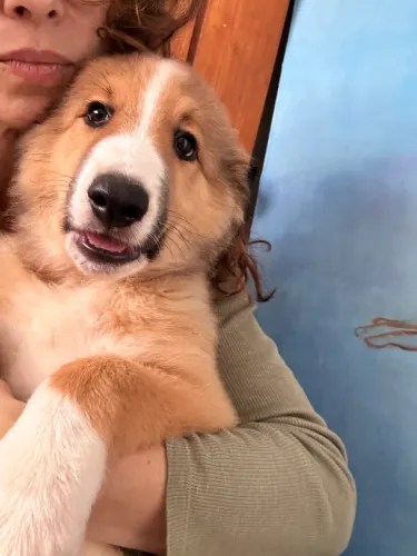 Pastor Ovelheiro Gaúcho - Pedigree - Collie - Filhotes