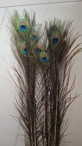 Pena de Pavão naturais para decoração e artesanato 