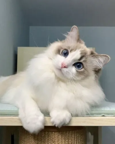Ragdoll Fêmea 