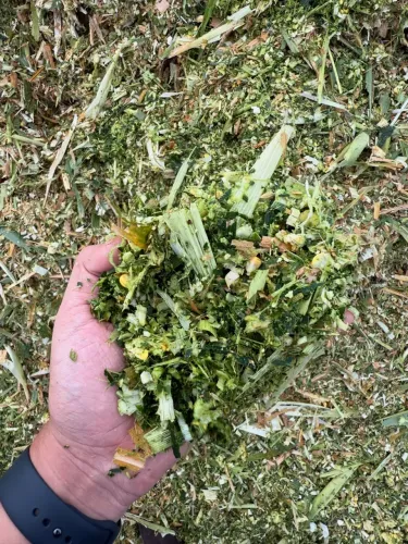 Silagem de milho com grão 