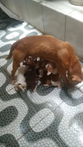 Doando cachorros pit monsters