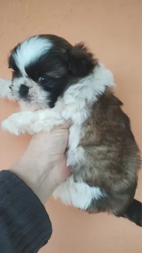 Shihtzu fêmea