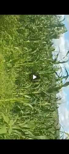 5 tarefa de Milho pra fazer silo , tenho mas vídeo