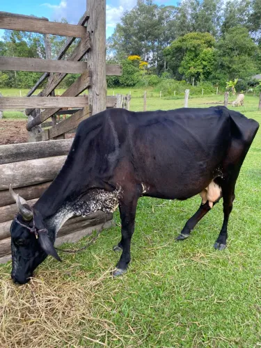 Vendo vaca Girolanda