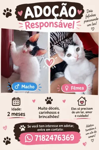 Adoção de gatinhos