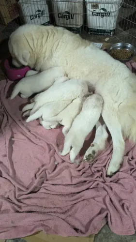 Filhote de cão pastor maremano