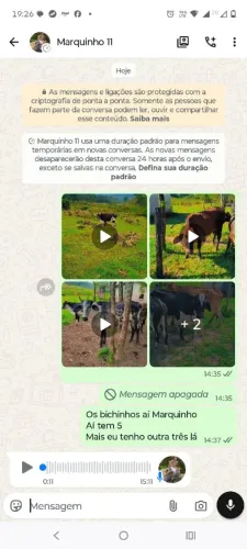 Vende-se 2 novilhas e 3 vacas