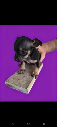 Pinscher