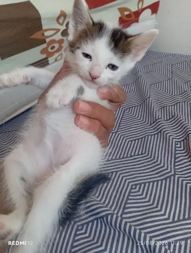 Doação de gatinhos