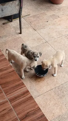 Doação de filhote de caramelo 