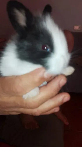 Mini coelho
