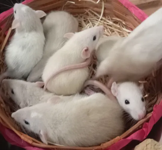 Ratinhos Twister dóceis de um mês.