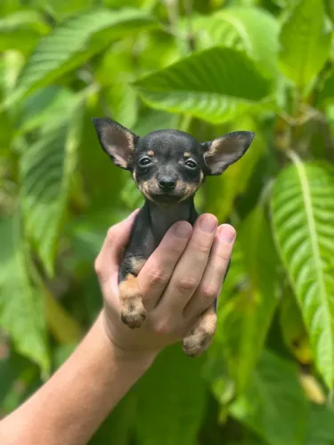 Filhote de pinscher 