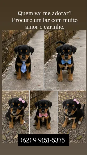 Cachorro