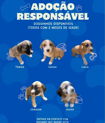 Cachorros para adoção