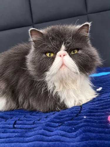 Gato persa macho 