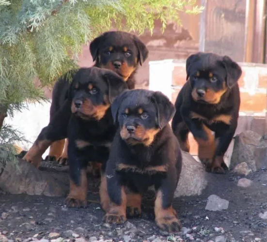 Rottweiler cabeça de touro 