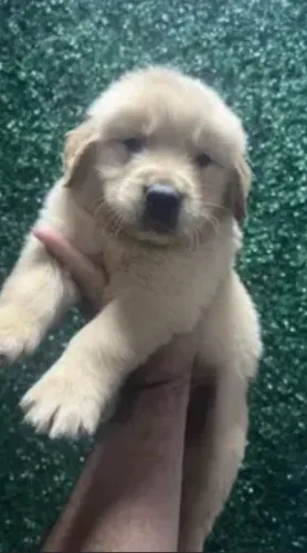 Doação filhote de Golden 