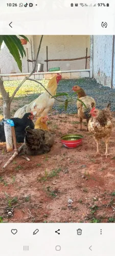 Lote Fechado de Galinhas Caipiras (12 aves) Pronto para Criação