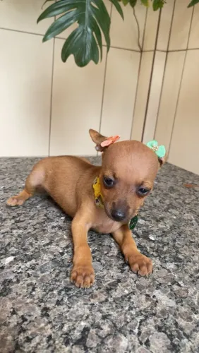 Pinscher N1 fêmea 