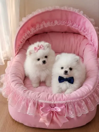 Spitz alemão anão Fêmea