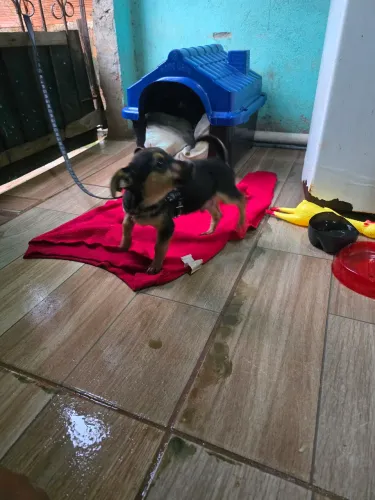 Vendo pinscher