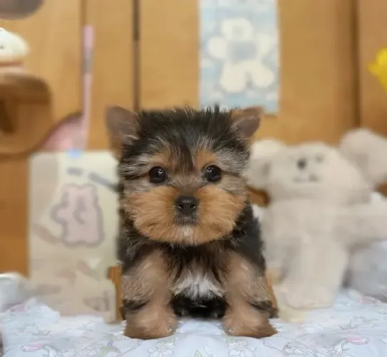 Cachorro filhote yorkshire com linda pelagem sedosa e dócil