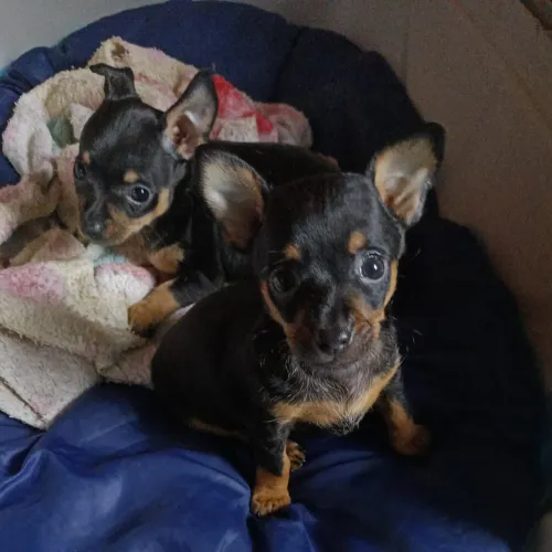 Vendo casal de Pinscher n 1