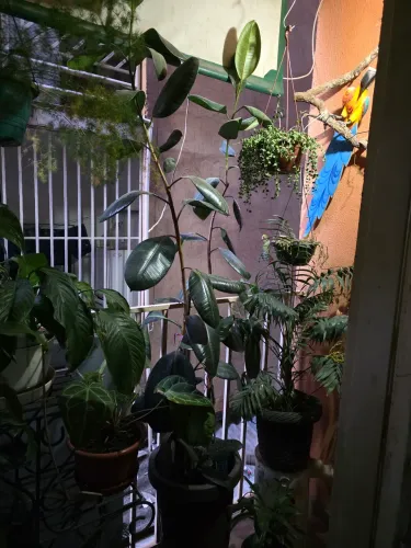 Planta naturais ficus elastina grande.
