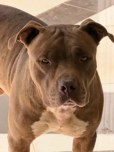 Pitbull Monster 