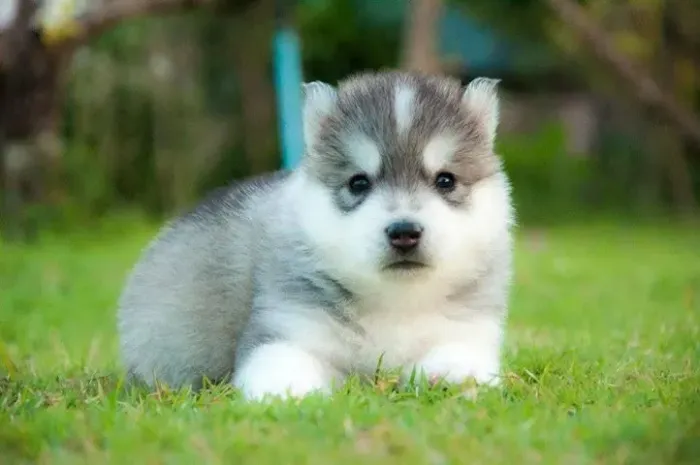 Filhotes de Husky Siberiano | Encanto que permanece.