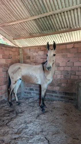 Vendo burro top registrado 