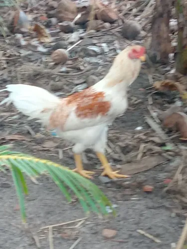 Galinhas de capoeira no precinho
