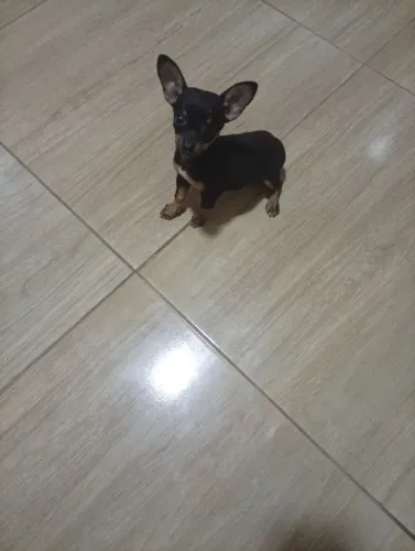 Cachorro 