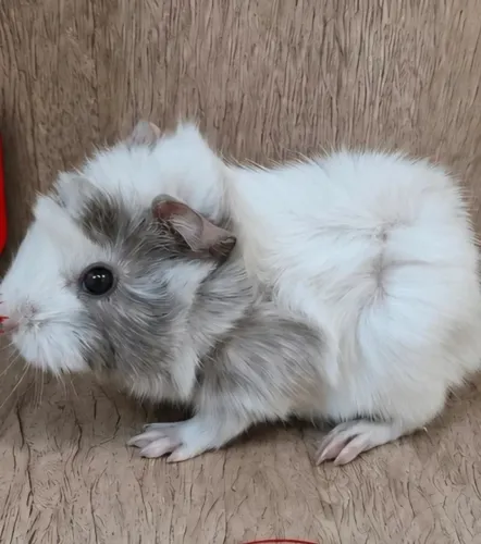 Porquinho da Índia Abissinio