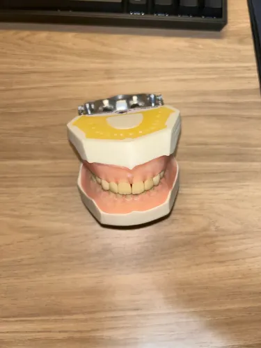 manequim de dentística padrão