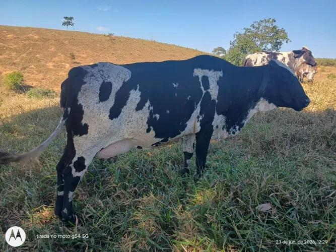 Vendo vacas mojando 