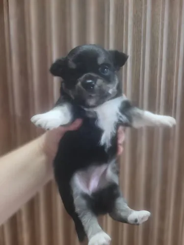 Chihuahua pelo longo