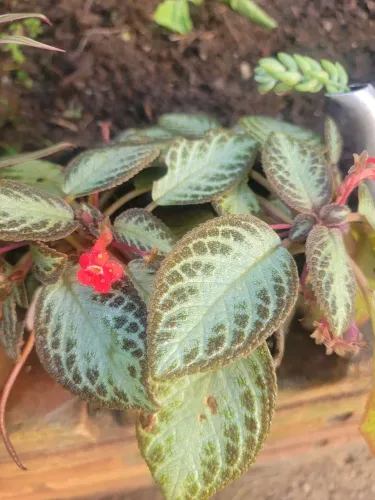 Lindas mudas de plantas variadas!!!