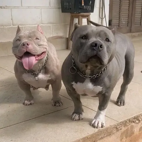 bully top da ninhada
